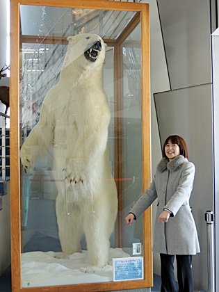 ホッキョクグマのお引っ越し: サケぶろ