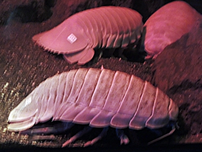 DSCN7244.JPG