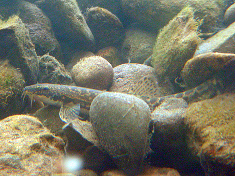 DSCN7428_edited-1.JPG