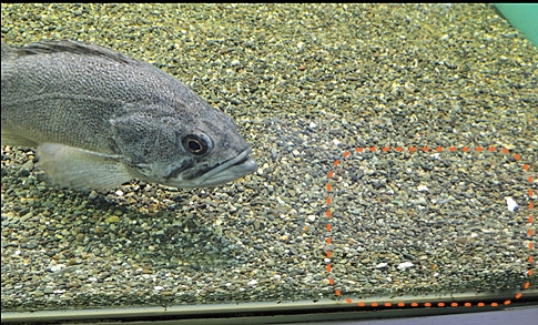 DSCN8136_L.JPG