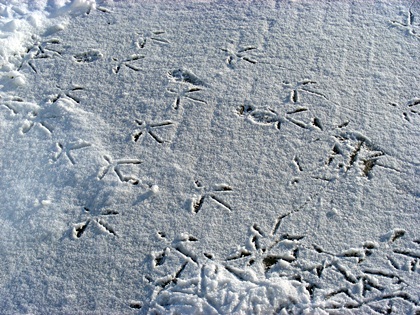 DSCN8220.JPG