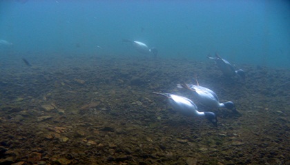 DSCN8487.JPG
