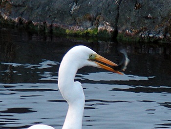 DSCN8590.JPG