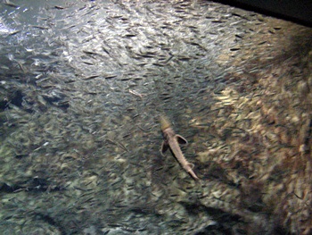 DSCN8618.JPG