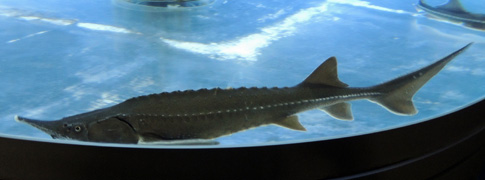 バイカルチョウザメ