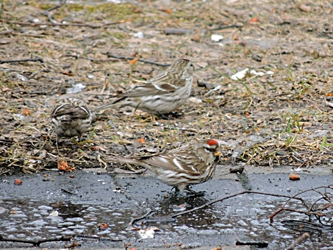 DSCN9477.JPG