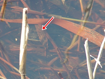 DSCN9531.JPG