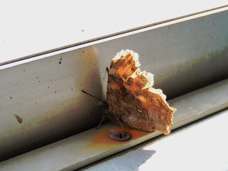 DSCN9653.JPG