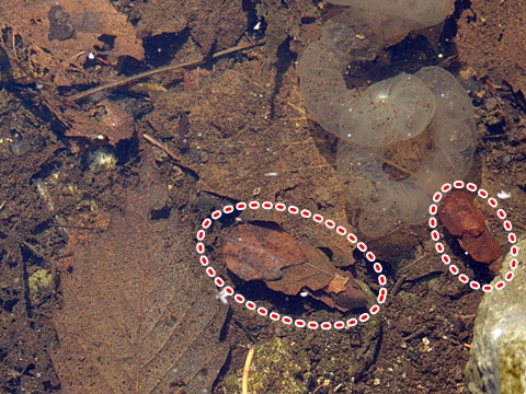 DSCN9733.JPG