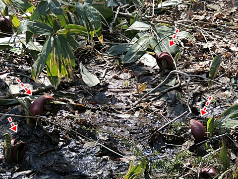 DSCN9774.JPG