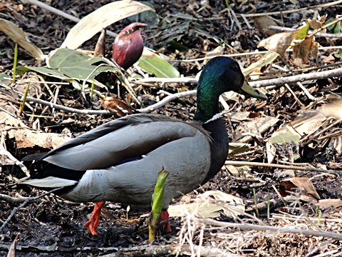 DSCN9782.JPG