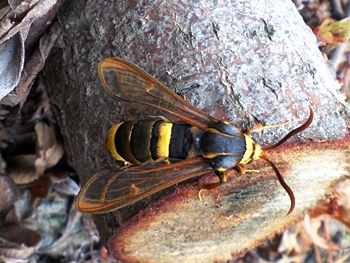 NEC_0304.JPG