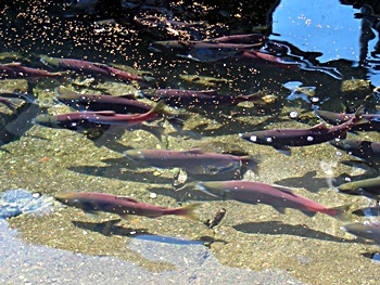 DSCN7748.JPG