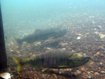 DSCN8042.JPG